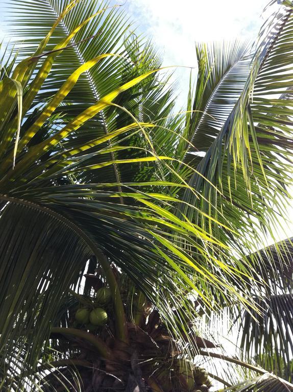 Fare Suisse Tahiti - Guesthouse Papeete  Zewnętrze zdjęcie