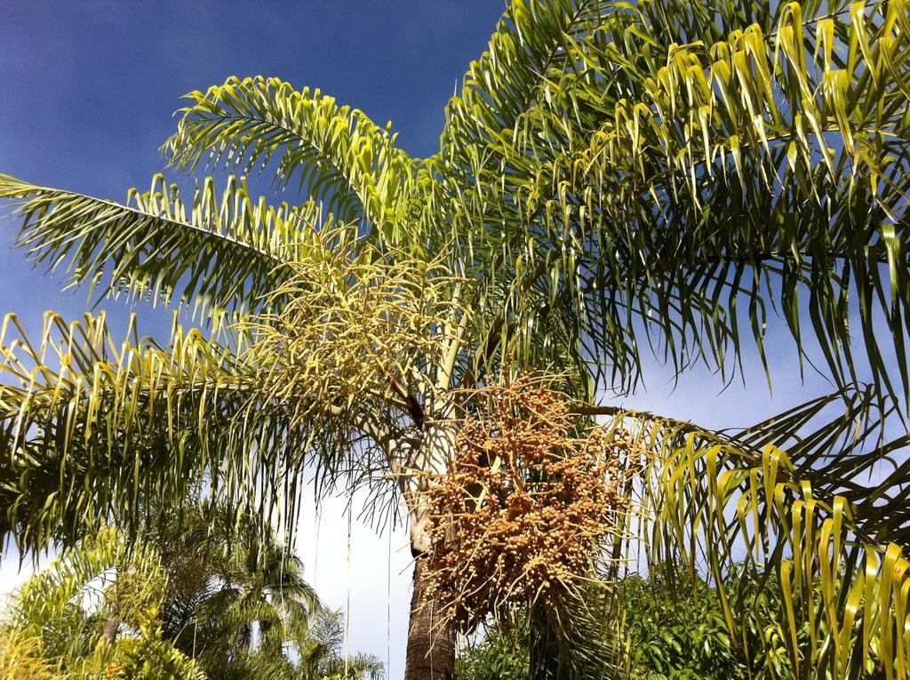 Fare Suisse Tahiti - Guesthouse Papeete  Zewnętrze zdjęcie